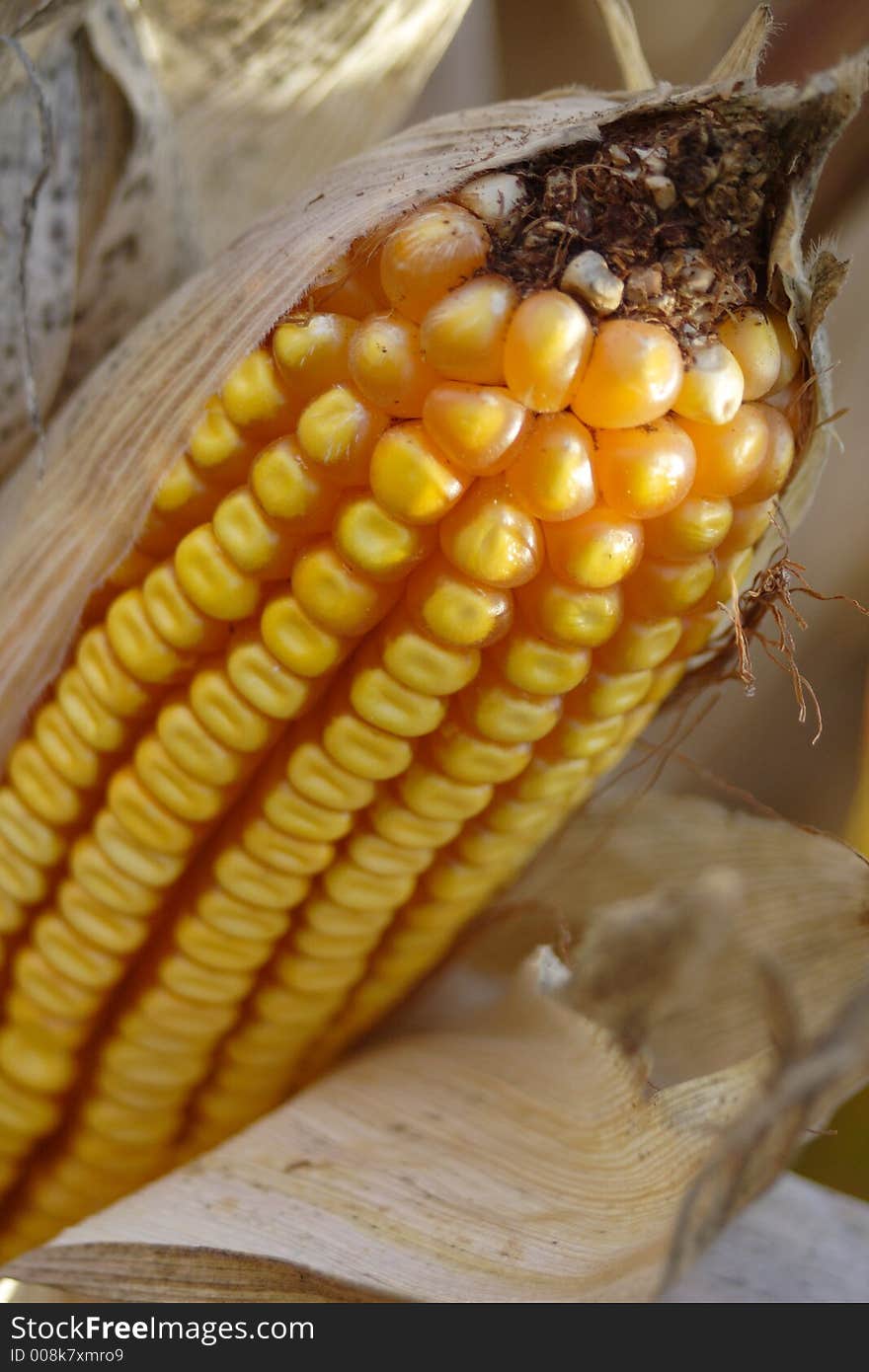 Closeup of yellow feed corn at fall harvest time