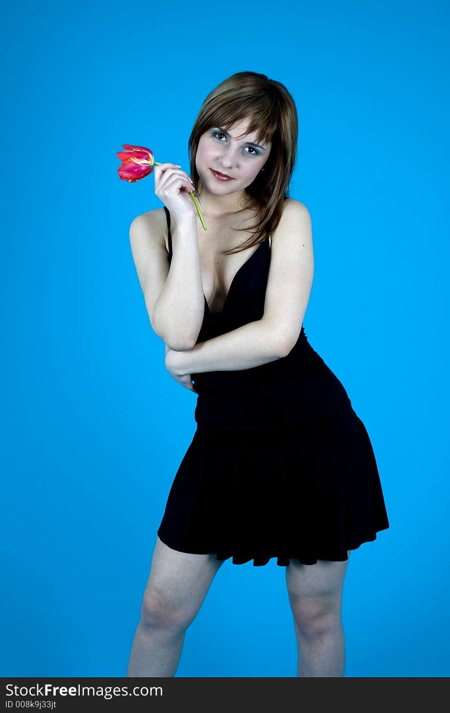 Young girl wearing a black dress smiling with a red tulip in her hand; posing in a studio; isolated on blue background. Young girl wearing a black dress smiling with a red tulip in her hand; posing in a studio; isolated on blue background.