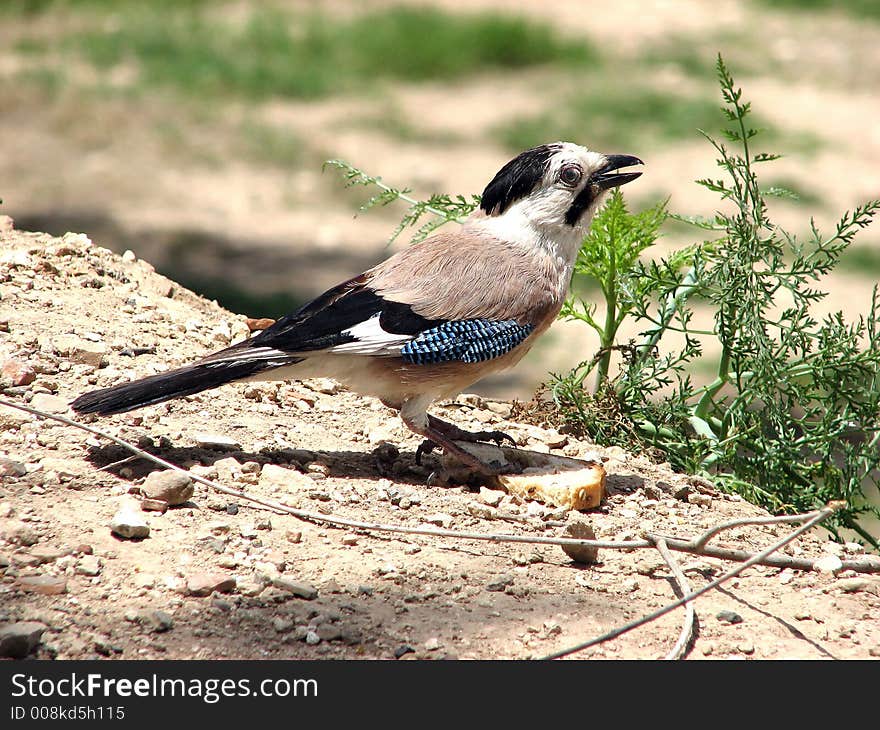 JAY-Garrulus glandarius, Photo taken in Israel May 2006. JAY-Garrulus glandarius, Photo taken in Israel May 2006