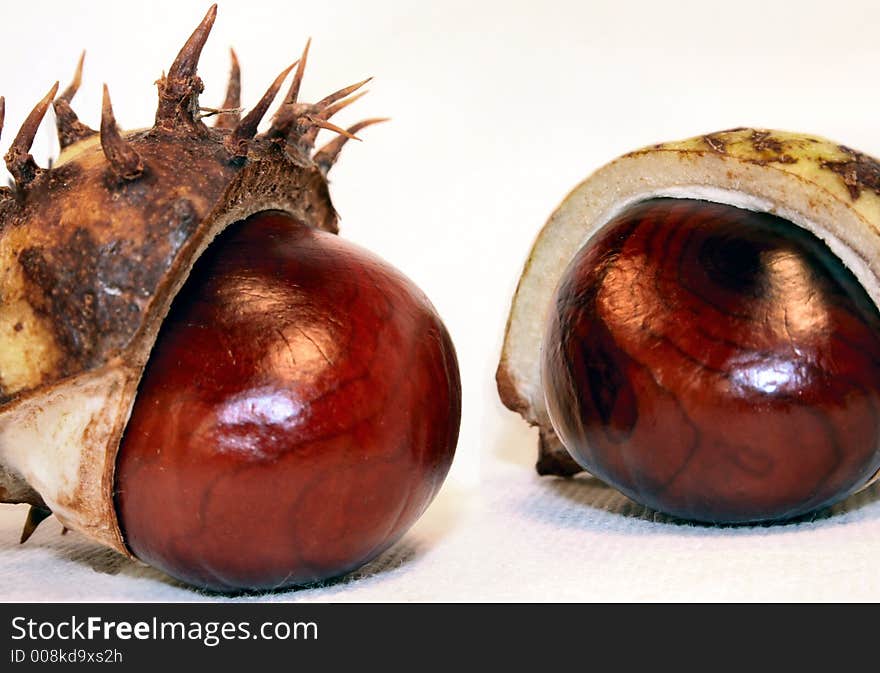 Chestnut pair on white background