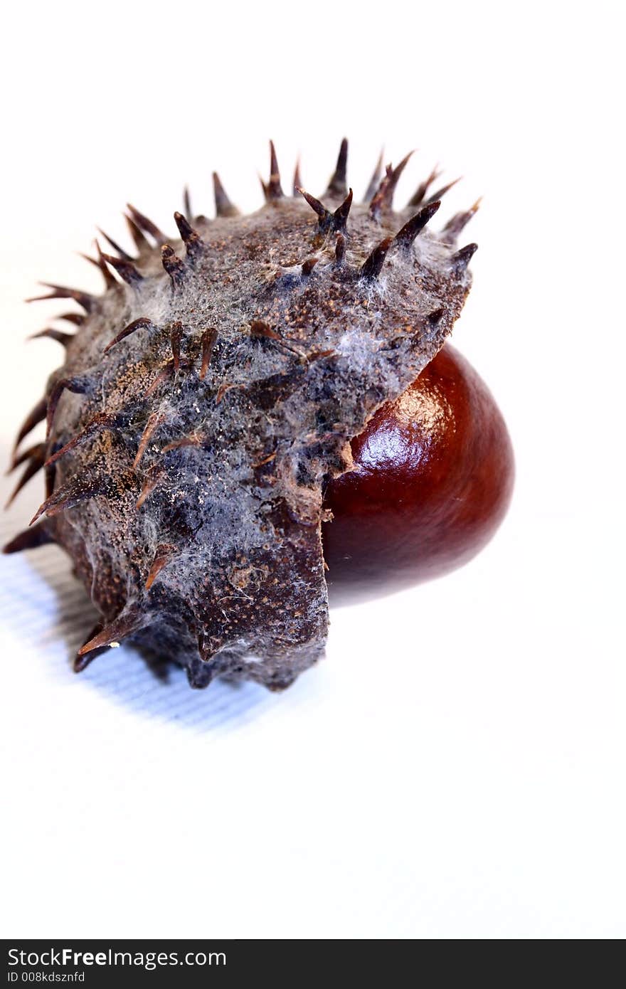 Chestnut with shell like an hedgehog. Chestnut with shell like an hedgehog