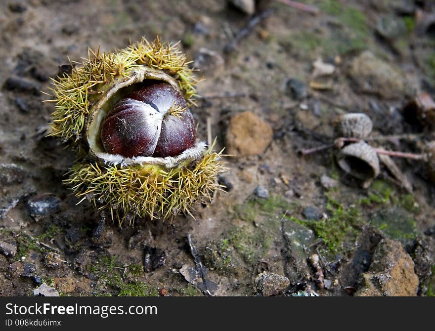 A conker on the wet ground. A conker on the wet ground