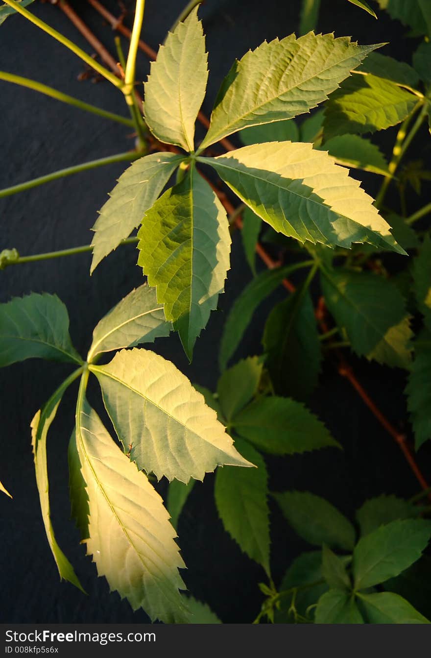 Green Boston Ivy leaves in late afternoon sun