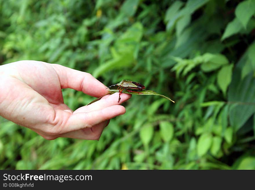 A hand holding a bug on a leaf. A hand holding a bug on a leaf