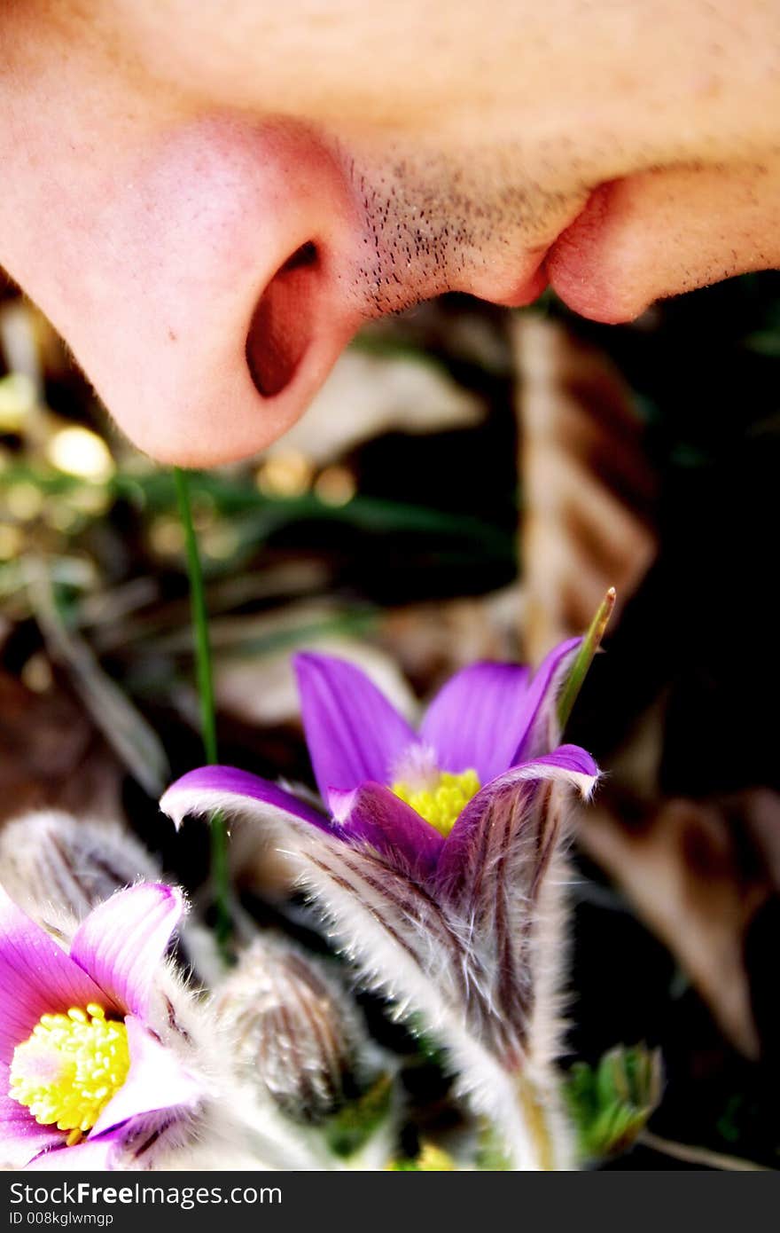 A young man smells on a flower. A young man smells on a flower