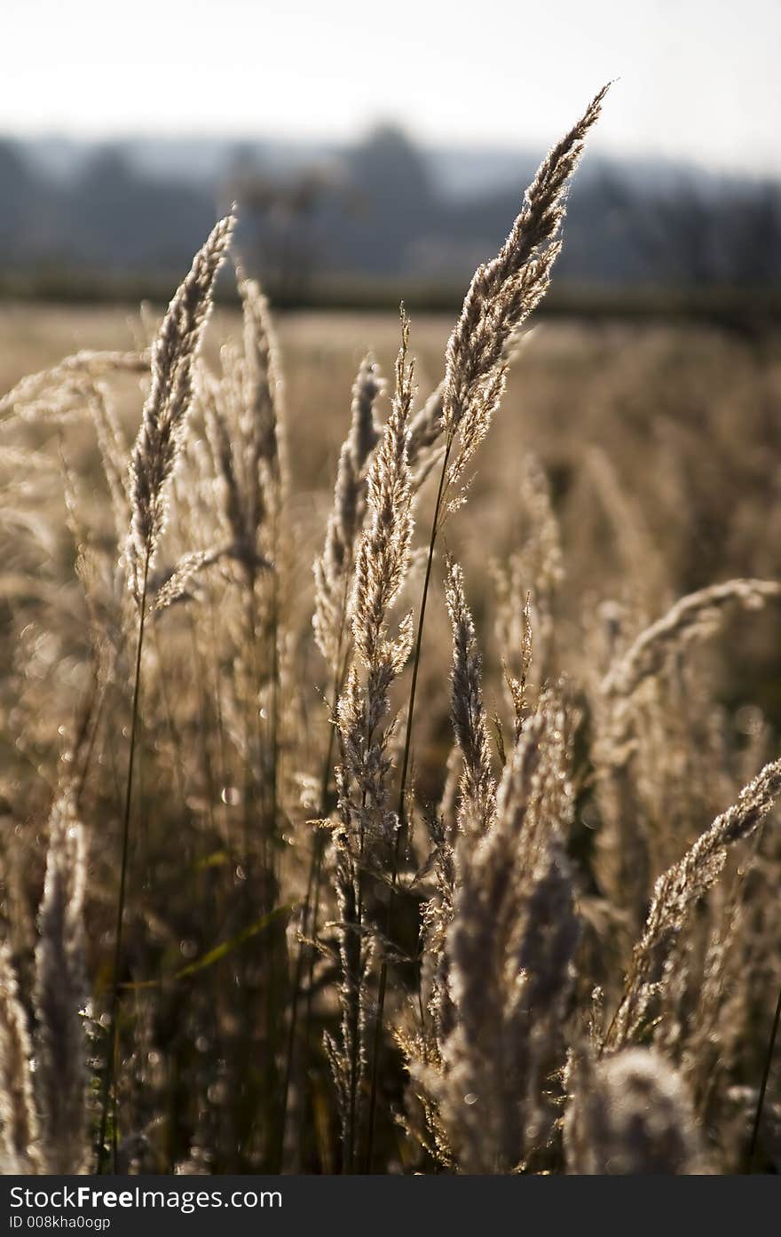 Morning field backlighted by the sun. Early autumn. Morning field backlighted by the sun. Early autumn.