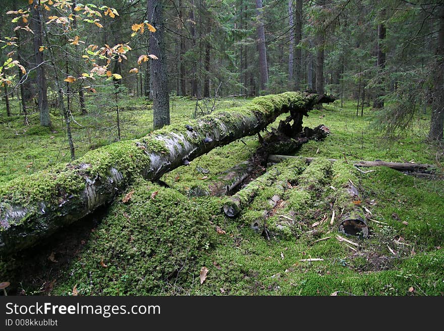 Forest view with broken tree