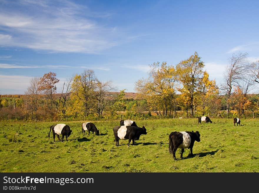 A fields with cows that look like Oreo cookies. A fields with cows that look like Oreo cookies.