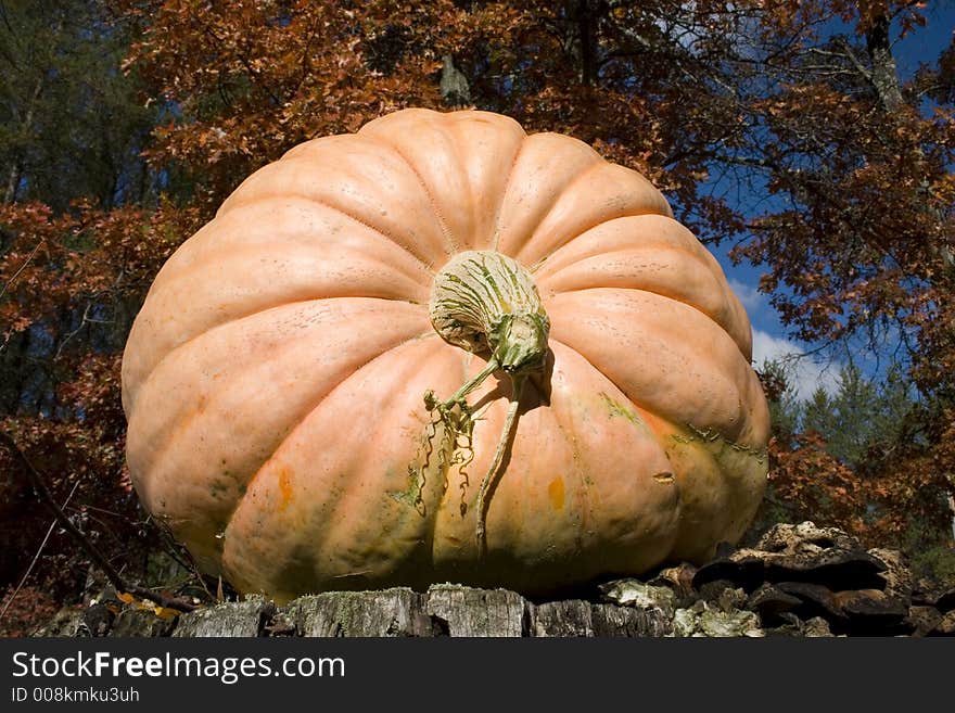 A large pumpkin with autumn colors in the background. A large pumpkin with autumn colors in the background