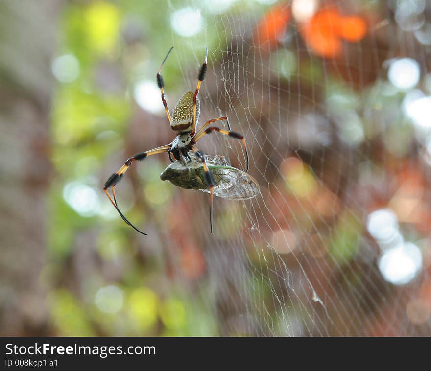 Large banana spider devouring a cicada. Large banana spider devouring a cicada