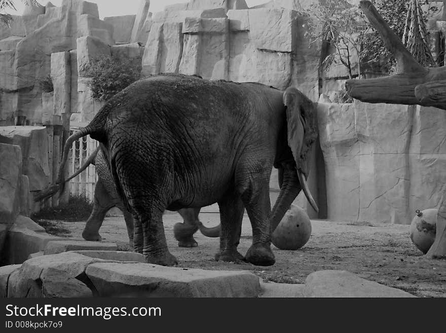 An elephant at the zoo.