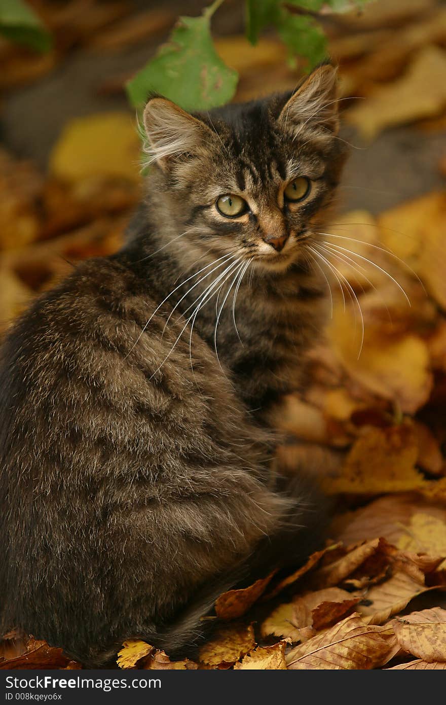 Striped Kitten