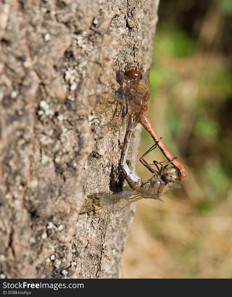 Male and female Dragonfly