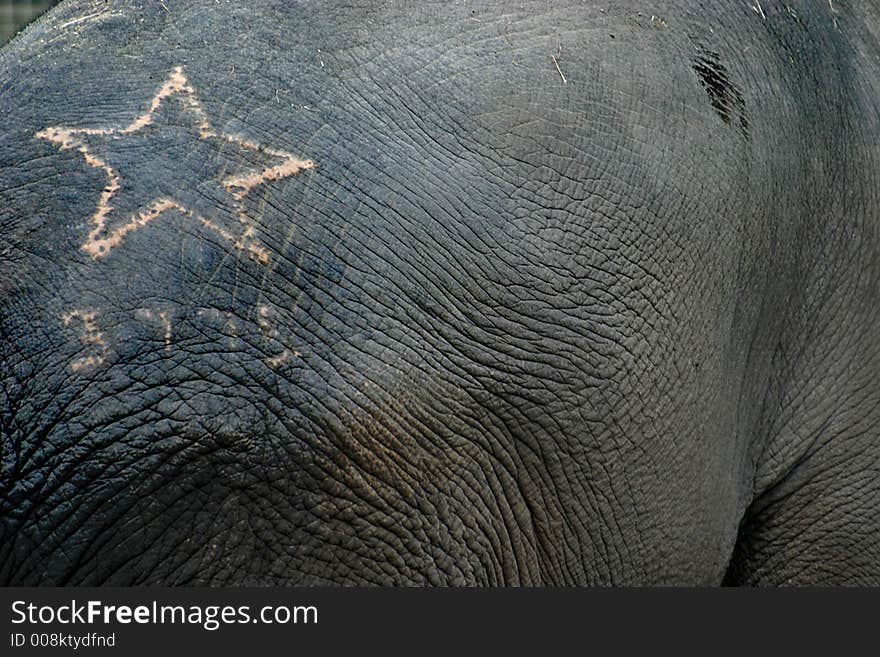 The Asian Elephant with tattoo