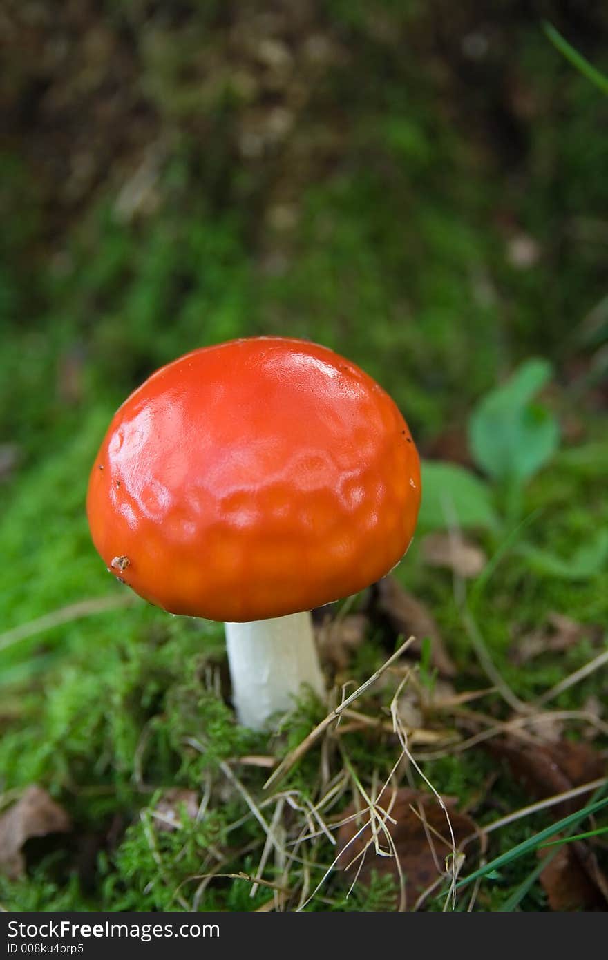 Bright red capped toadstool in woodland