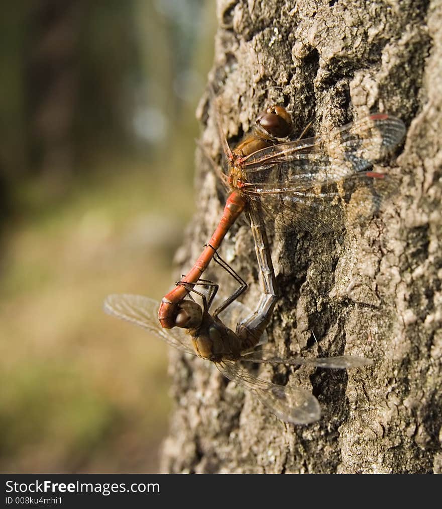 Male and female Dragonfliy