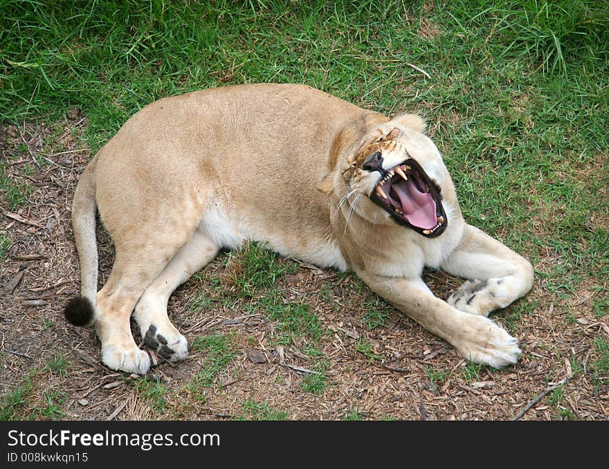 Lioness laying down on the grass roaring. Lioness laying down on the grass roaring