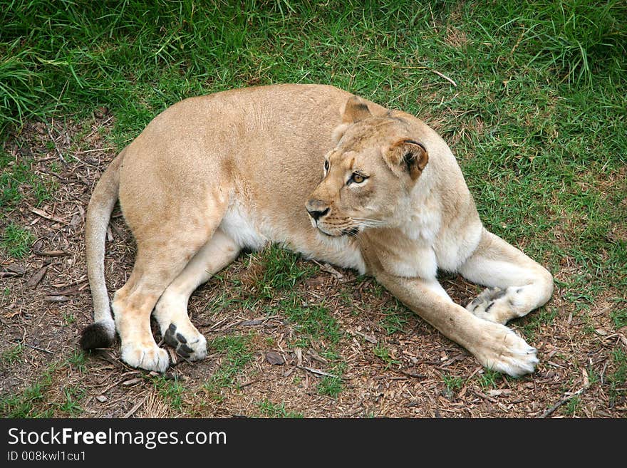 Lioness laying down on the grass