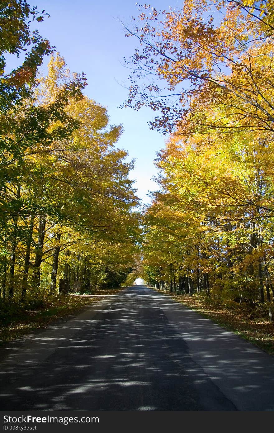 Maples reaching out above a road to form a colorful tunnel. Maples reaching out above a road to form a colorful tunnel.