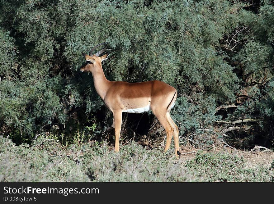 Male gazel in the bushes