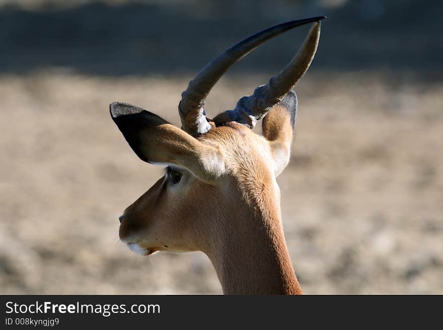 Wild male gazel head shot