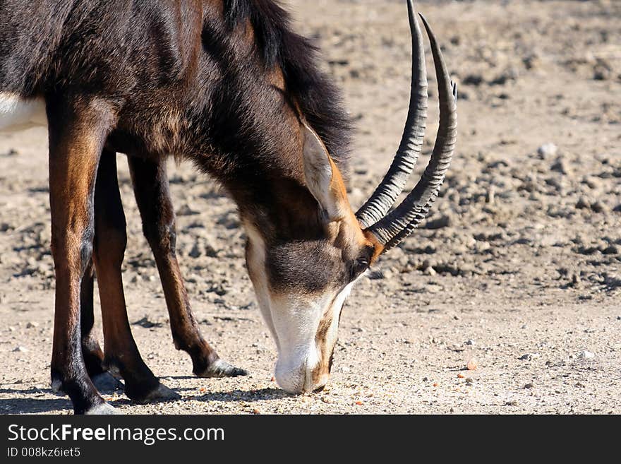 Gazelle eating close up view