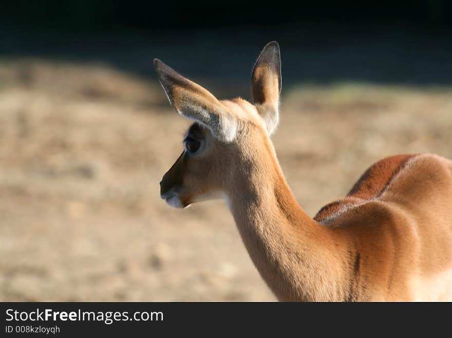 Young male gazelle with big ears