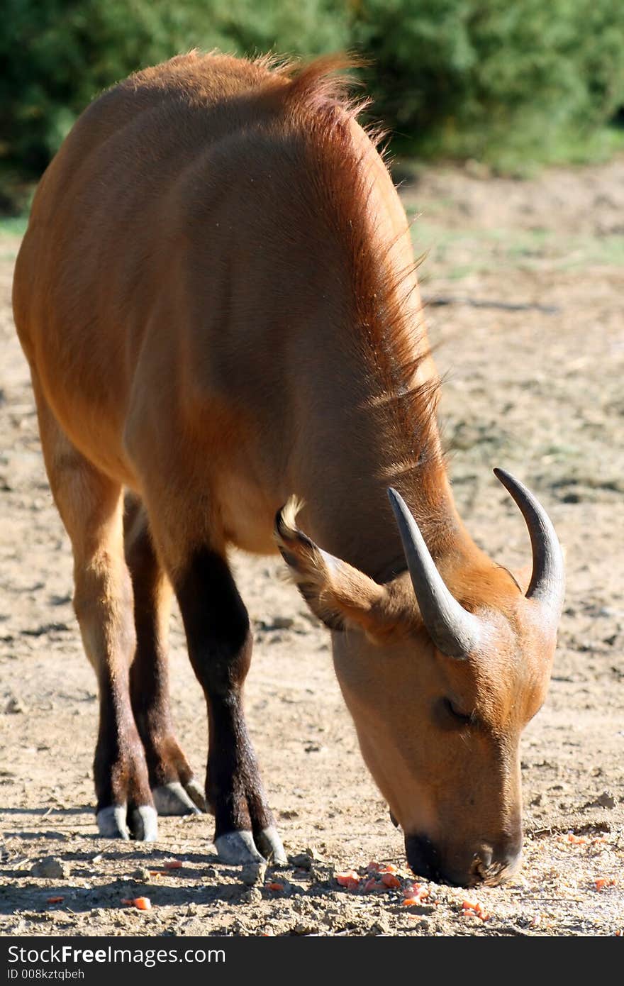 Male buffalo eating in the wild