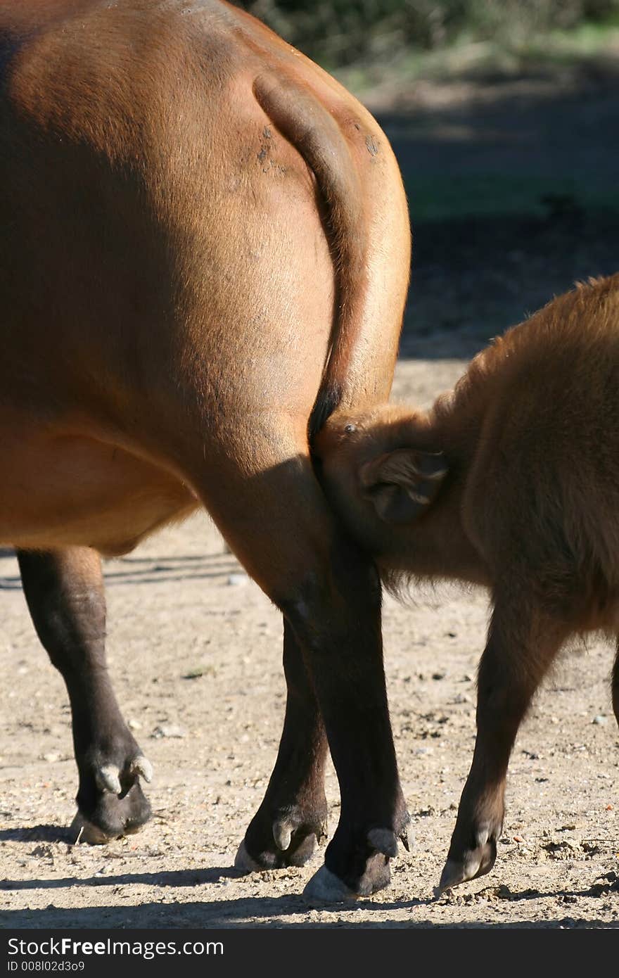 Baby buffalo drinking milk under the mother. Baby buffalo drinking milk under the mother