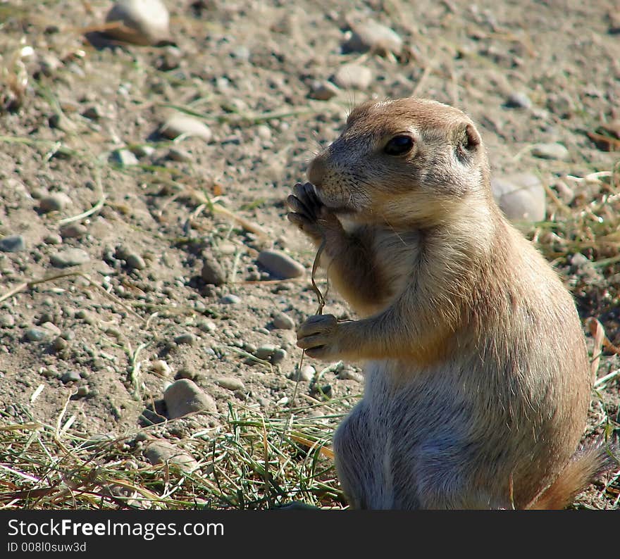 Prairie Dog