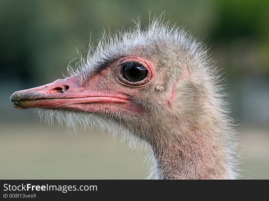 Crisp ostrich head close up