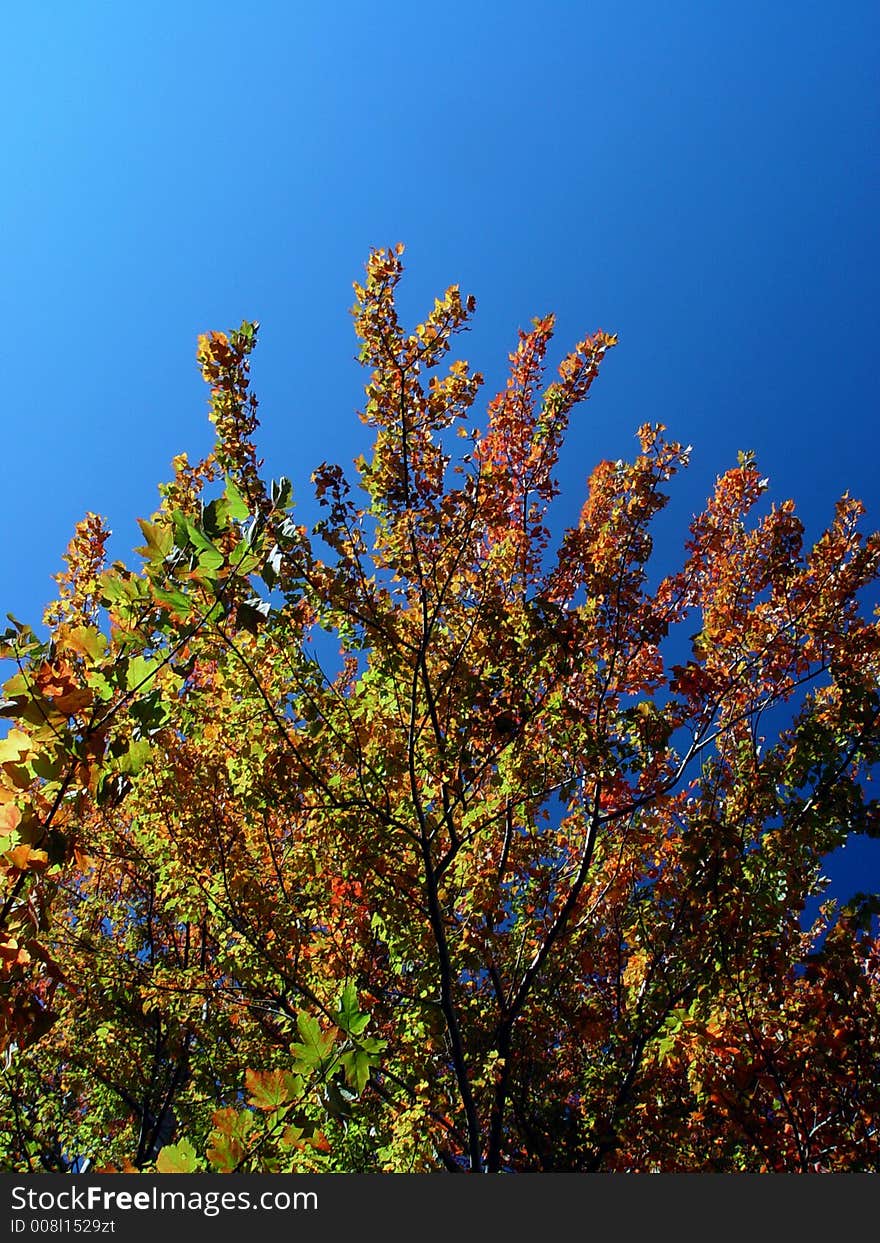 Beautiful  autumn trees with leaves still green but turning to various shades of plumn