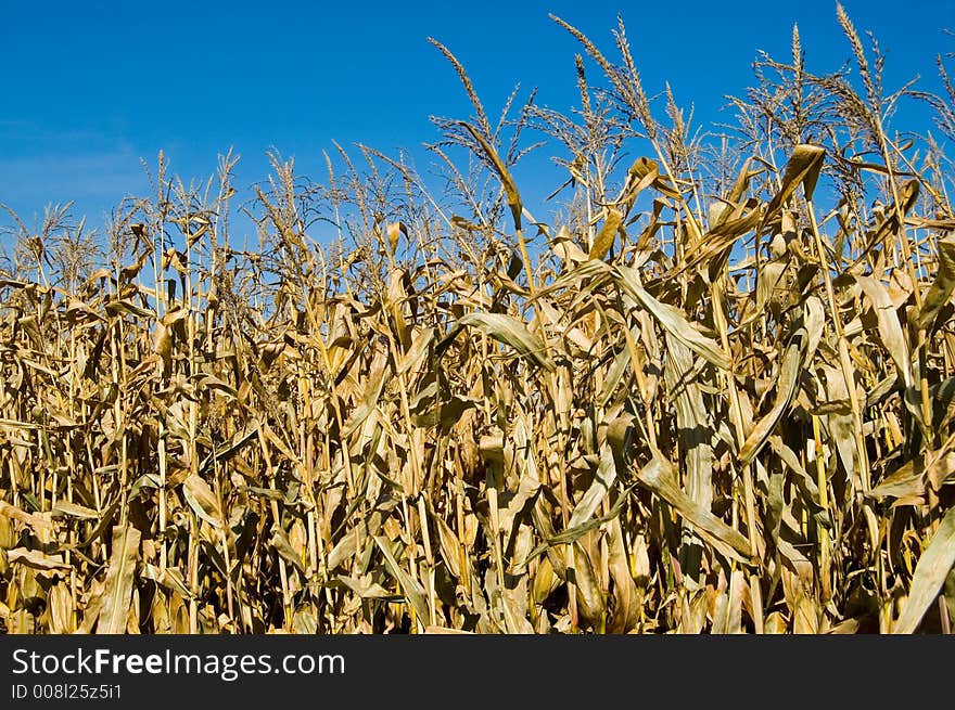 Corn Field