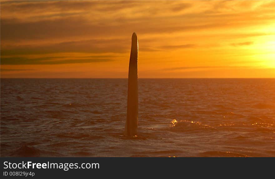 Patagonian whale diving off the coast at sunset. Patagonian whale diving off the coast at sunset