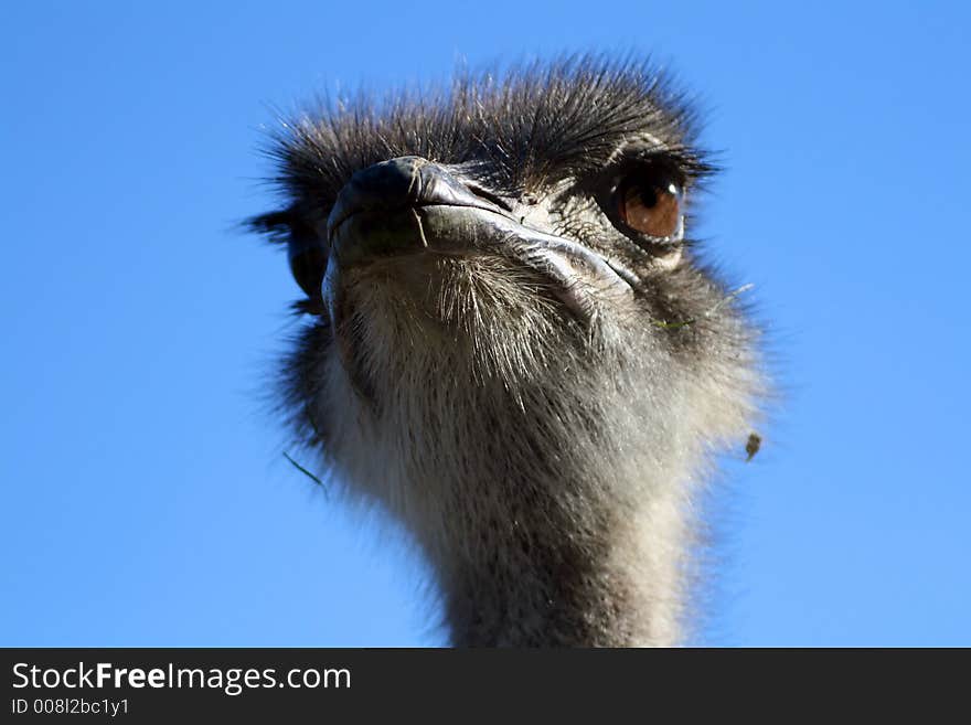 Anxious Ostrich