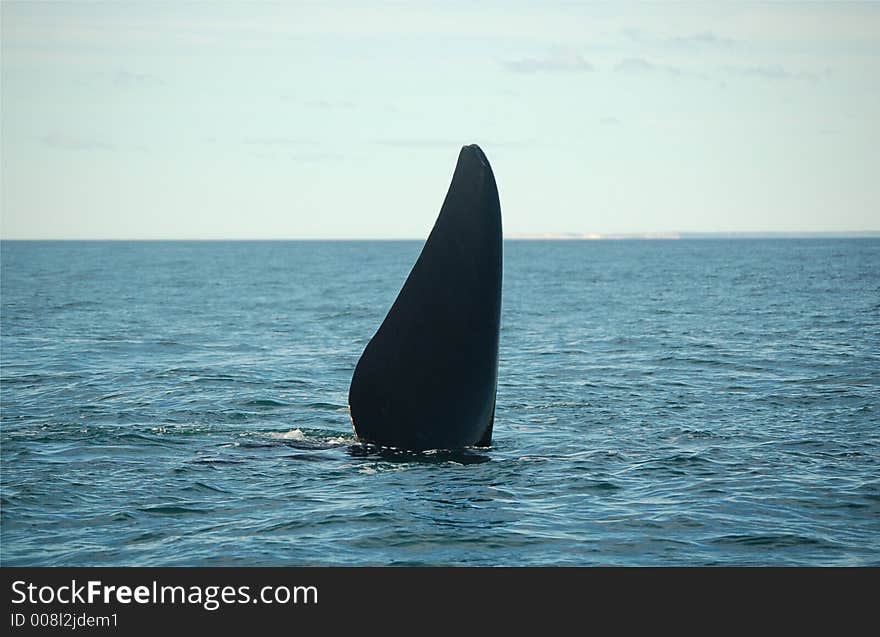 Whale tail diving