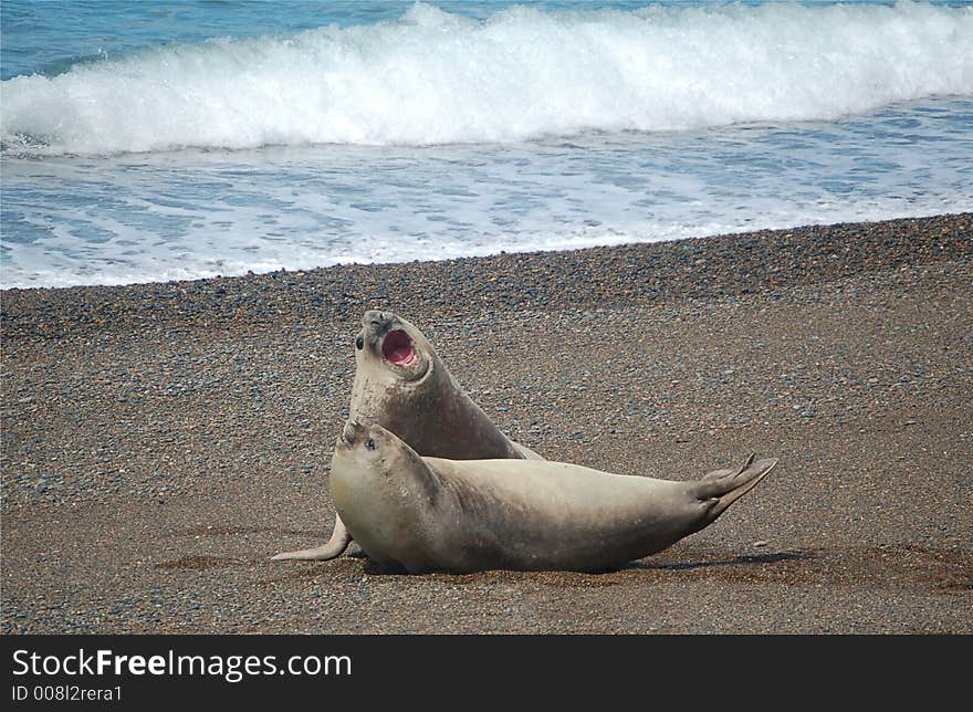 Two Sea-Lions Fighting