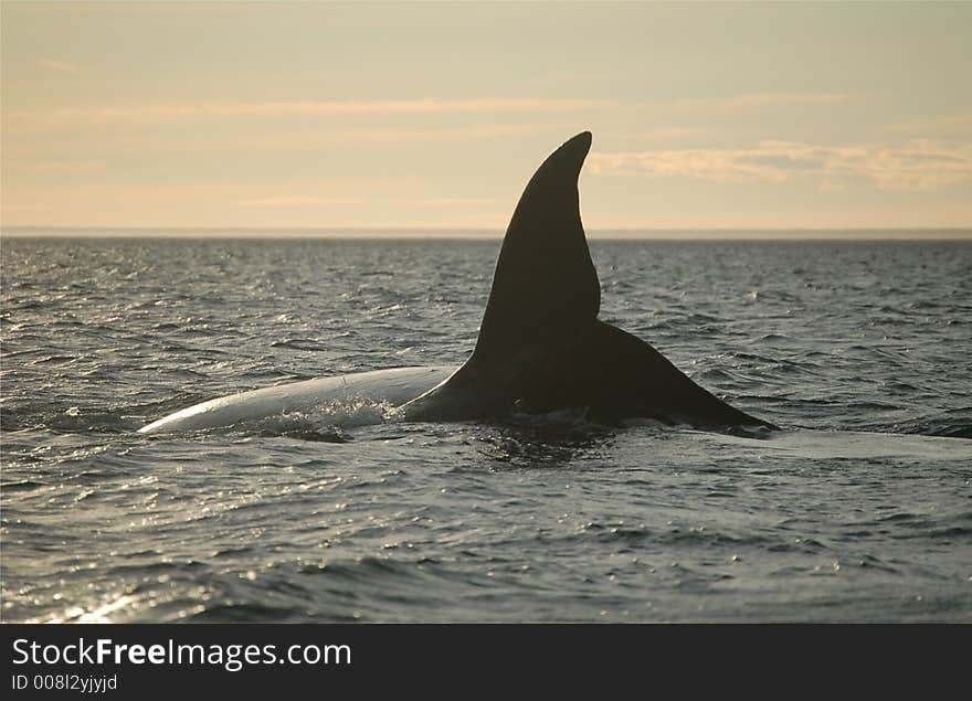 Patagonian whale diving in the atlantic ocean