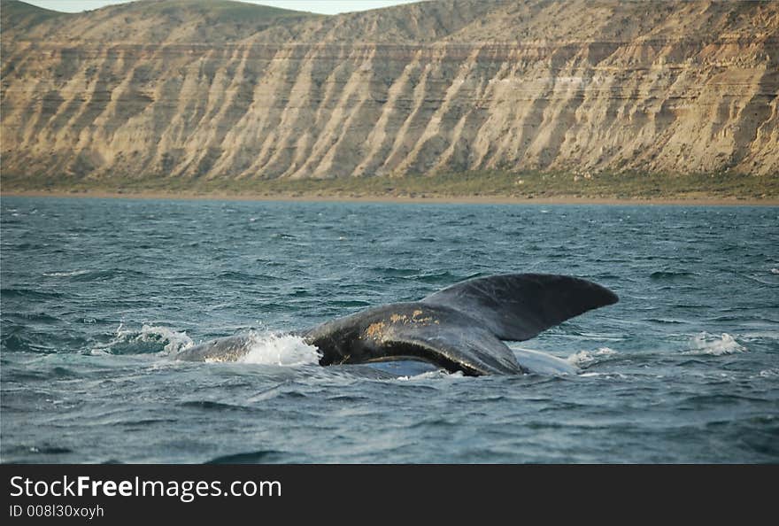 Whale swimming