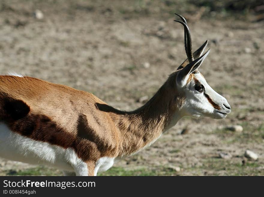 Female african springbok standing still