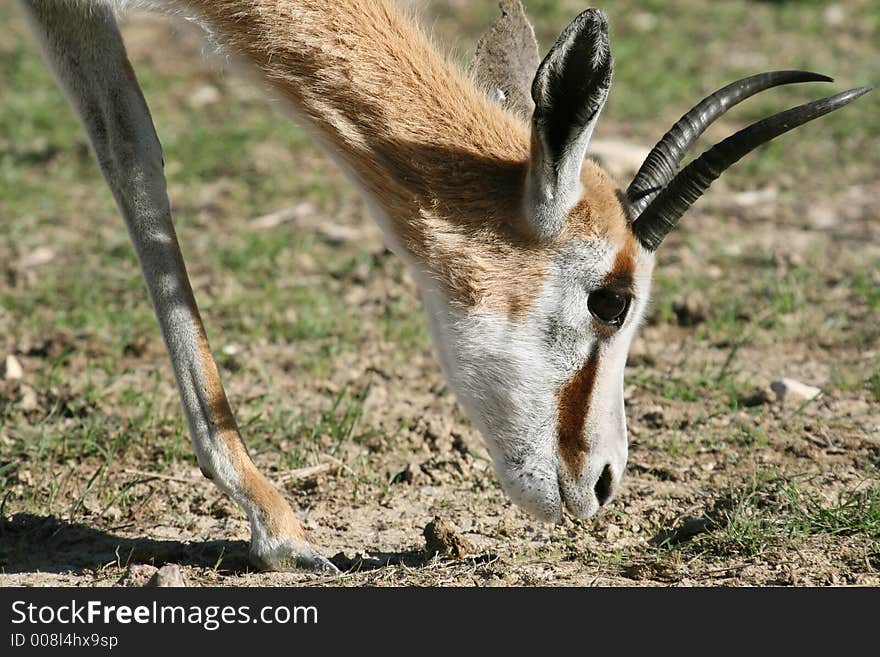 Springbok head eating the grass