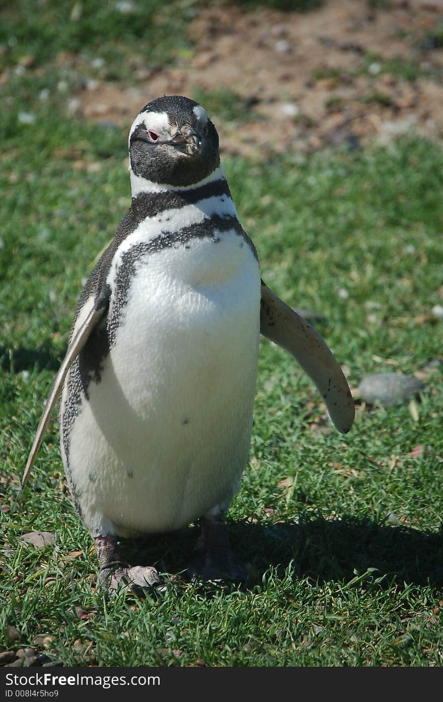 Penguin Posing