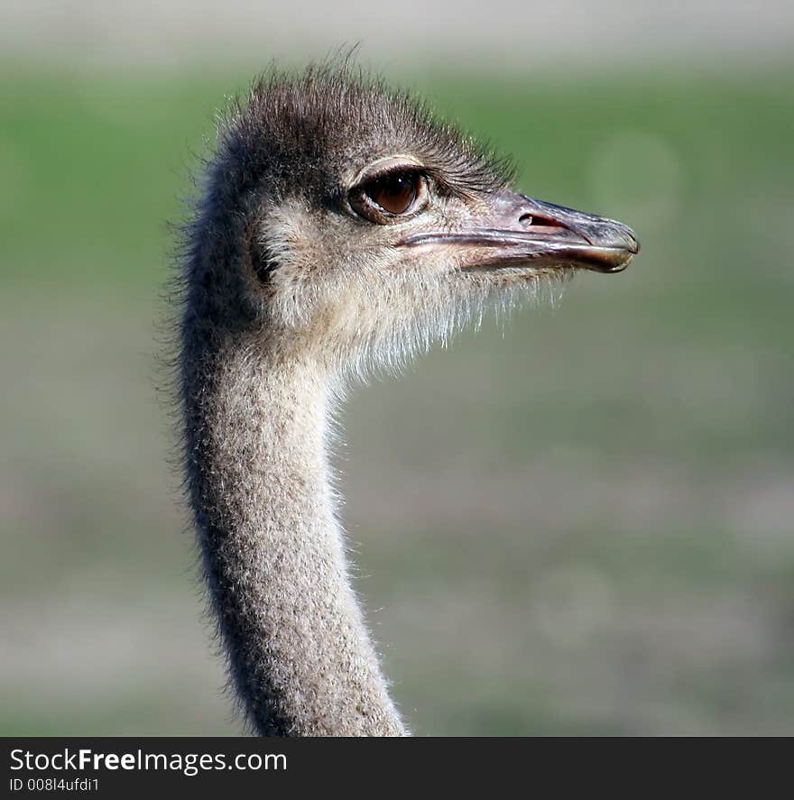 Isolated ostrich head on green background