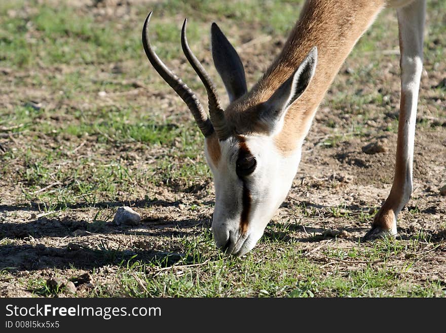 Springbok on the grass, eating