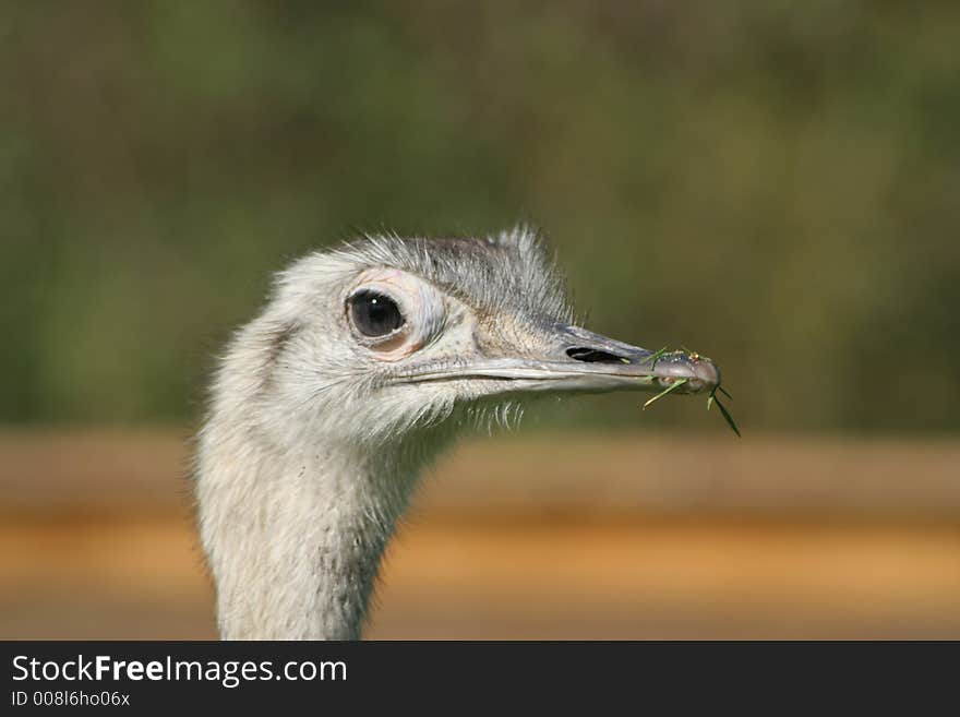 Ostrich