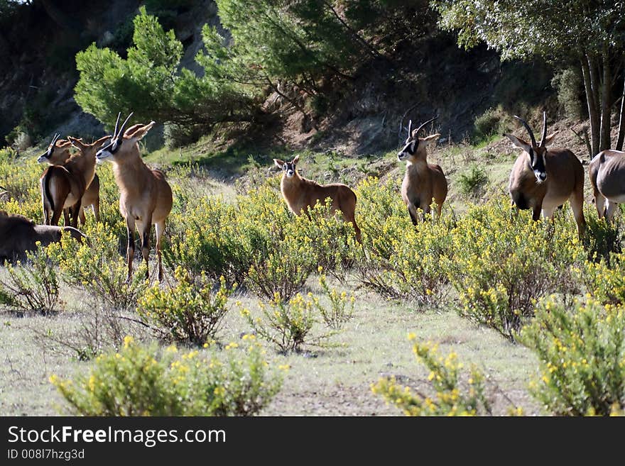 Group of antelopes, looking out for danger