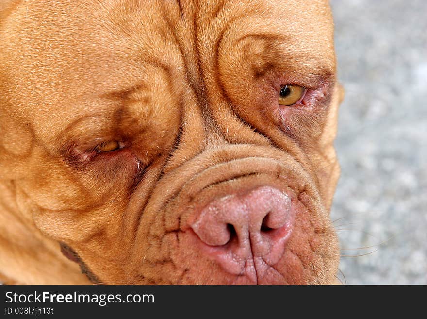 Dogue Bordeaux, Bordeaux dog in closeup