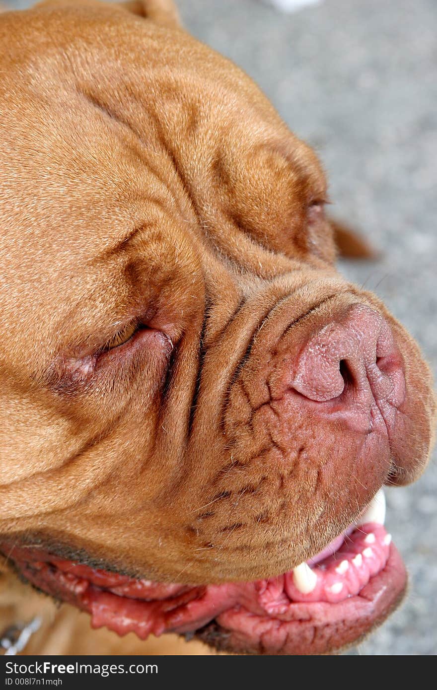 Dogue Bordeaux, Bordeaux dog in closeup