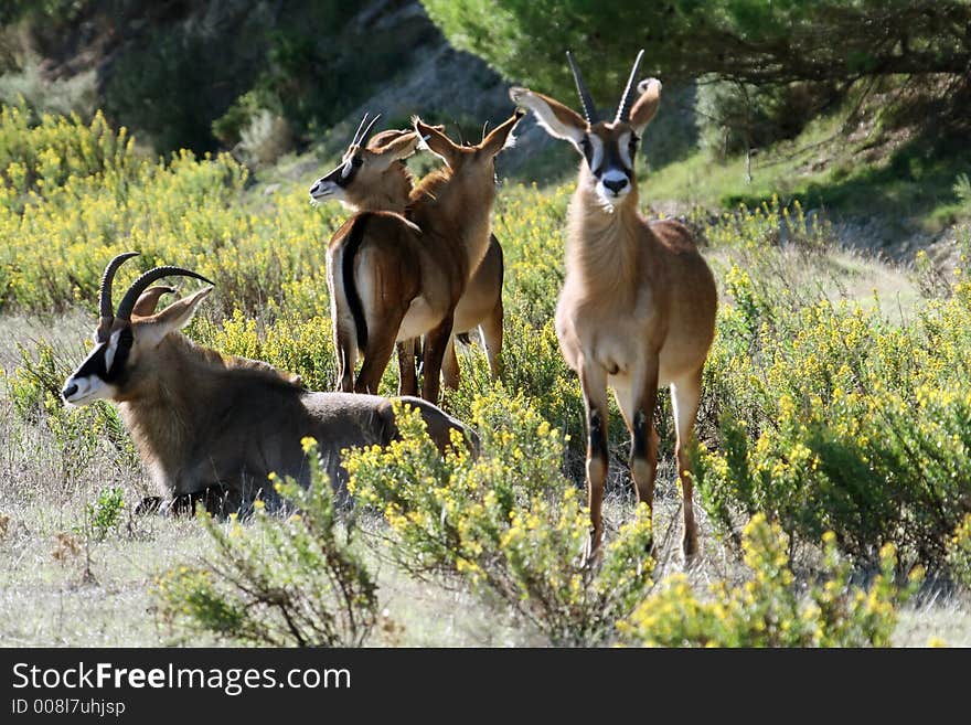 Couple of antelope looking out for danger. Couple of antelope looking out for danger