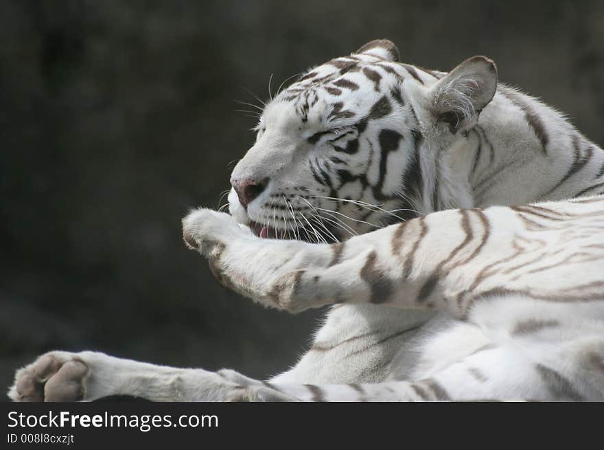 He is a rare white tiger in a zoo